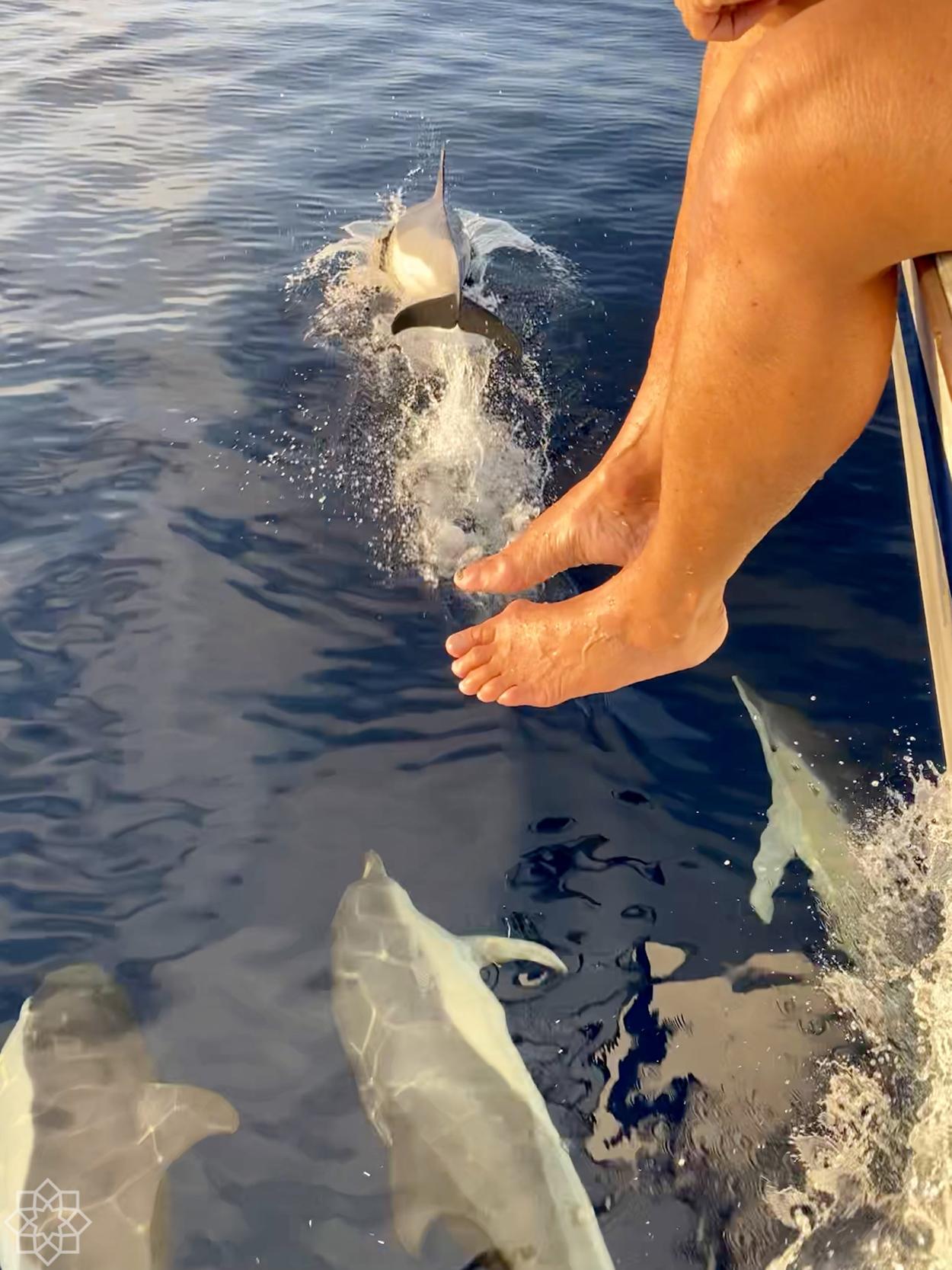 Delfiner på Biscaya